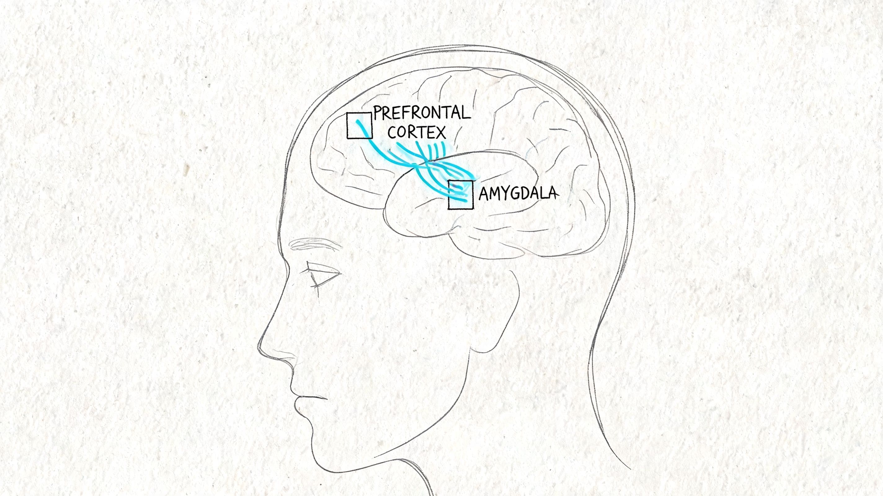 Anatomical illustration of brain pathways between prefrontal cortex and amygdala for anxiety and 5-4-3-2-1 sensory grounding